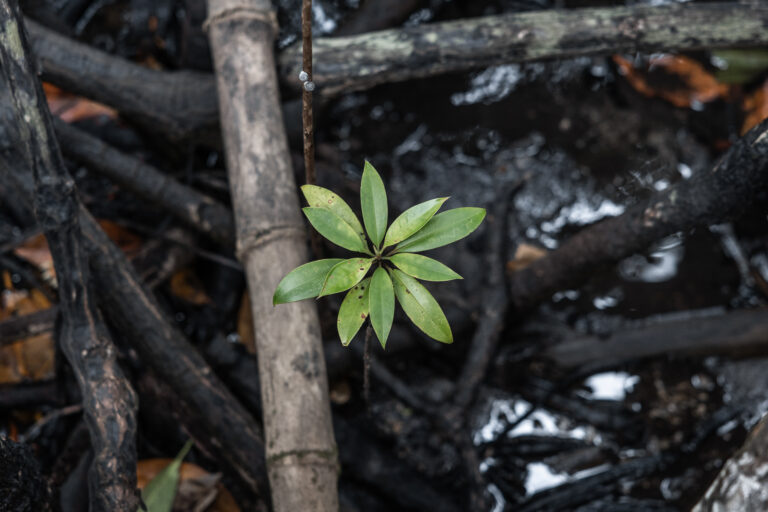 Mangrove Nahaufnahme